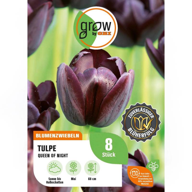GROW by OBI Tulpe Queen of Night Purple 8 St.Tulipa single late Queen of Night GROW by OBI Tulpe Queen of Night Purple 8 St.Tulipa single late Queen of Night von GROW by OBI