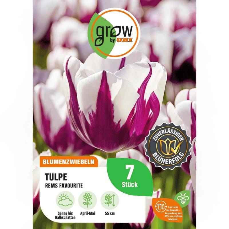 GROW by OBI Tulpe Rems Favourite Lila-Weiß 7 St.Tulipa triumph Rem's Favourite von GROW by OBI