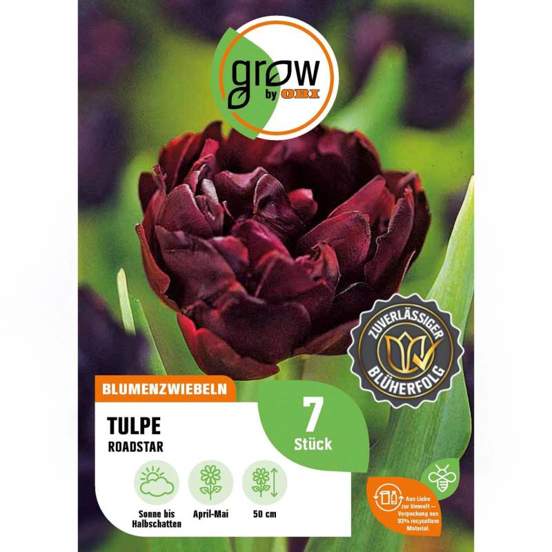 GROW by OBI Tulpe Roadstar Lila-Weiß 7 Stück Tulipa triumph Fontainebleau von GROW by OBI