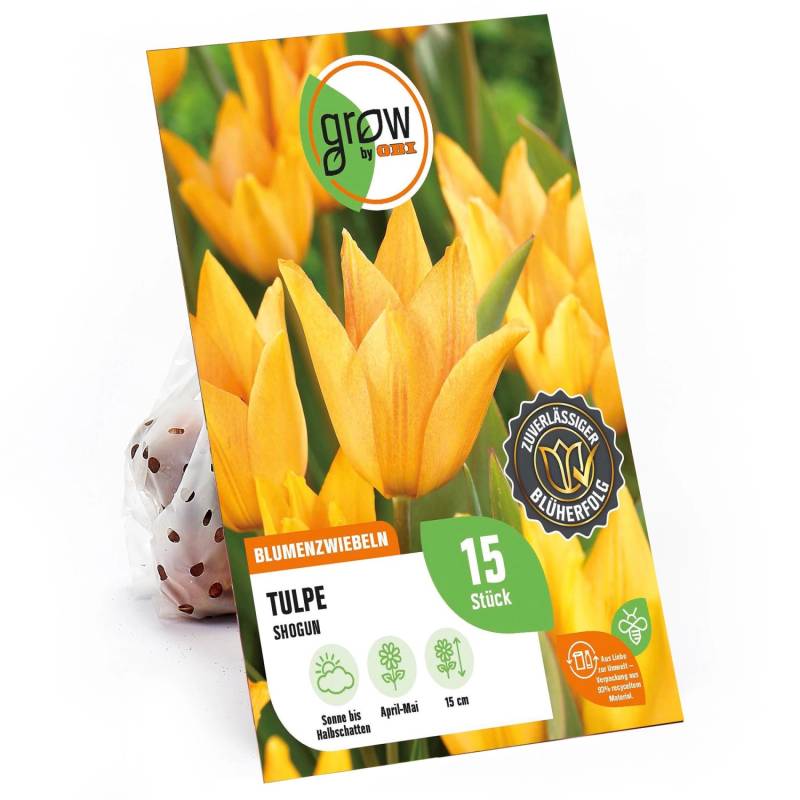 GROW by OBI Tulpe Shogun Orange 15 Stück Tulipa praestans Shogun von GROW by OBI