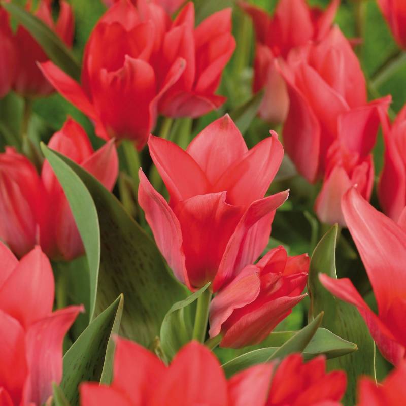 GROW by OBI Tulpe Soraya Rot 8 Stück Tulipa  Soraya von GROW by OBI