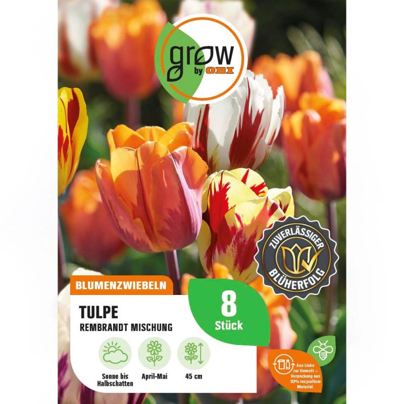 GROW by OBI Tulpen Rembrandt Mischung 8 Stück Tulipa Rembrandt Mixed GROW by OBI Tulpen Rembrandt Mischung 8 Stück Tulipa Rembrandt Mixed von GROW by OBI