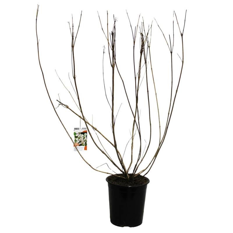 GROW by OBI Weigelie Snowflake Weiß Höhe ca. 40 cm Weigelia Hybride von GROW by OBI
