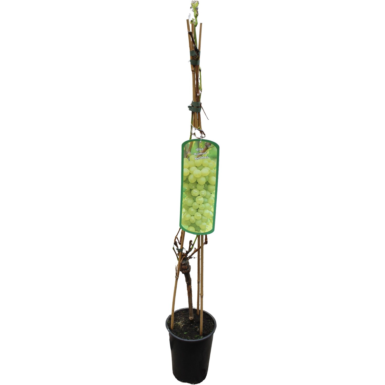 GROW by OBI Weinrebe Primus Gelb H ca. 80 - 100 cm Topf ca. 3 l Vitis vinifera GROW by OBI Weinrebe Primus Gelb H ca. 80 - 100 cm Topf ca. 3 l Vitis vinifera von GROW by OBI