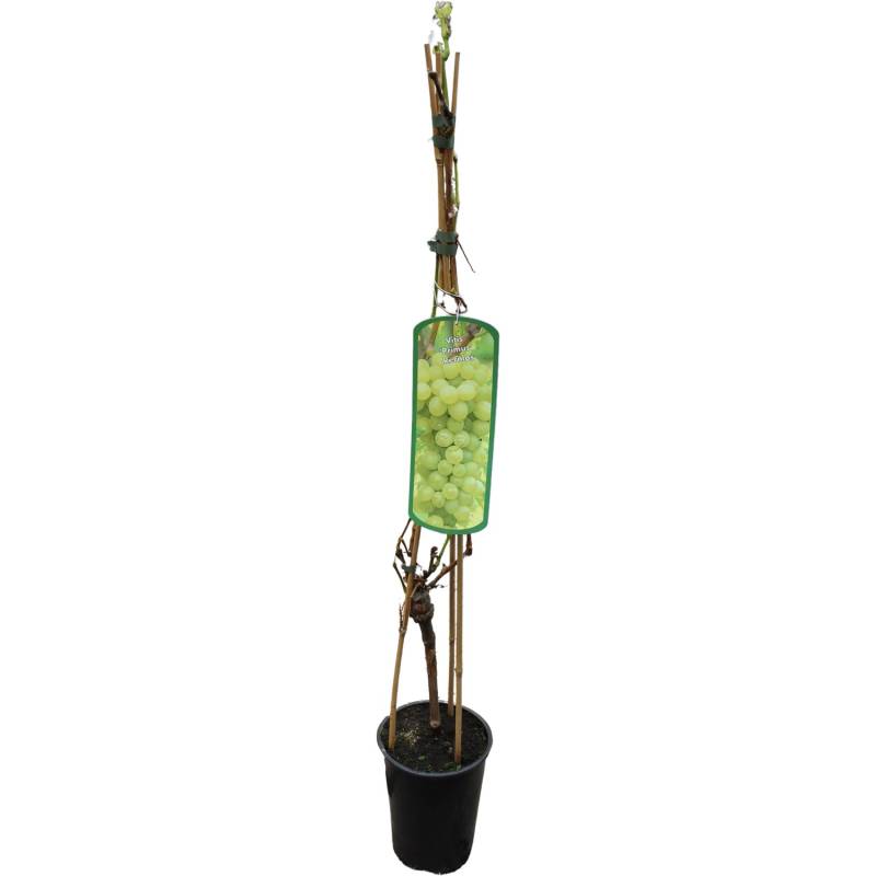GROW by OBI Weinrebe Primus Gelb H ca. 80 - 100 cm Topf ca. 3 l Vitis vinifera von GROW by OBI