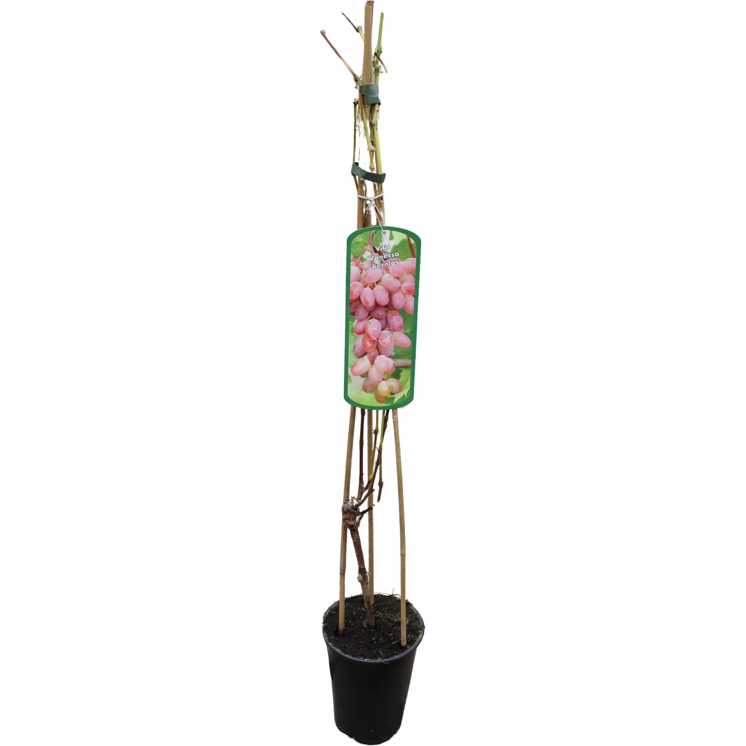 GROW by OBI Weinrebe Vanessa Rosarot H ca. 80-100 cm Topf ca. 3 l Vitis vinifera GROW by OBI Weinrebe Vanessa Rosarot H ca. 80-100 cm Topf ca. 3 l Vitis vinifera von GROW by OBI