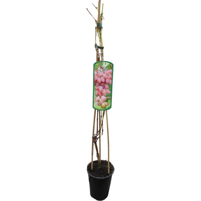 GROW by OBI Weinrebe Vanessa Rosarot H ca. 80-100 cm Topf ca. 3 l Vitis vinifera von GROW by OBI