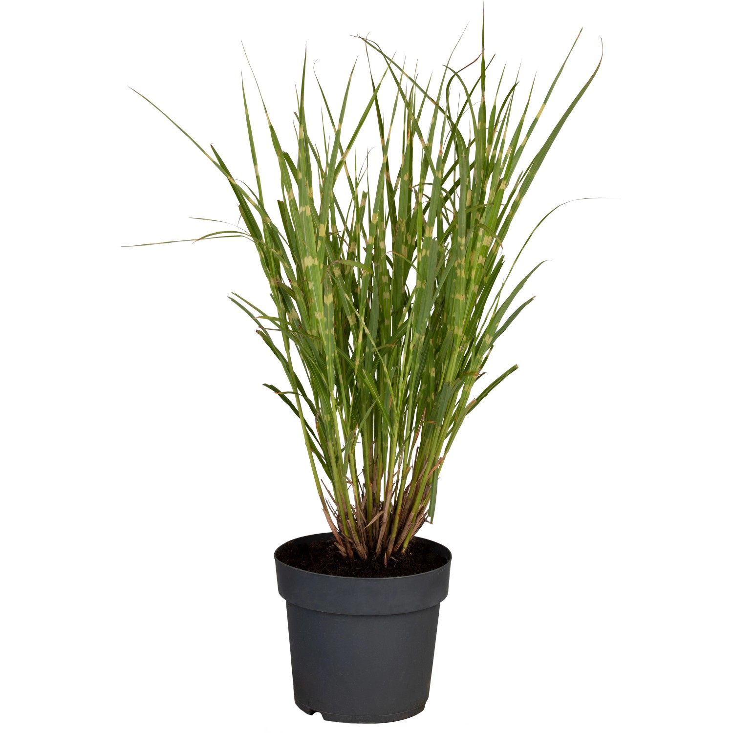 GROW by OBI Zebraschilf Strictus Topf-Ø ca. 19 cm Dekogras Miscanthus sinensis von GROW by OBI