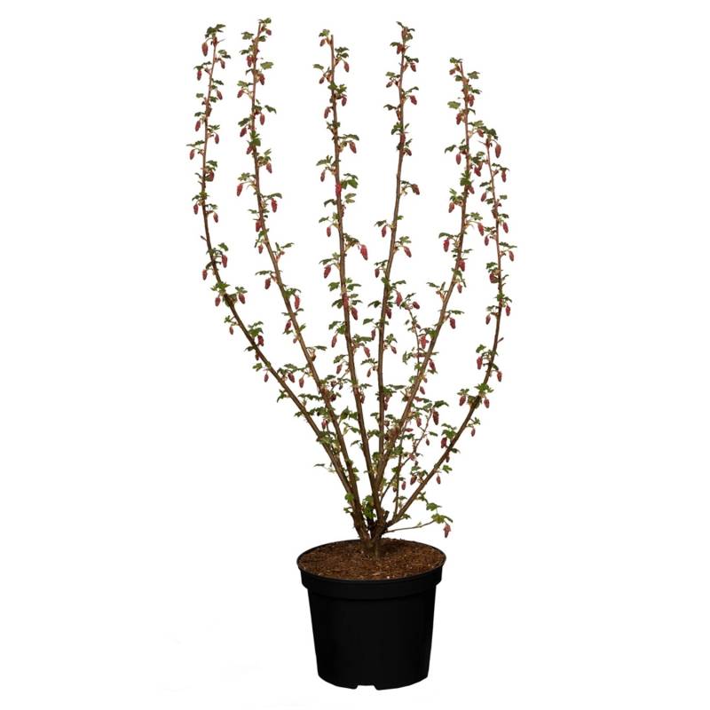 GROW by OBI Zierjohannisbeere King Edward Rot Höhe ca. 60 - 80 cm Topf ca. 5 l von GROW by OBI