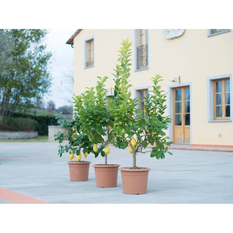 GROW by OBI Zitrus Busch in Sorten Topf ca. 24 cm Citrus mitis von GROW by OBI