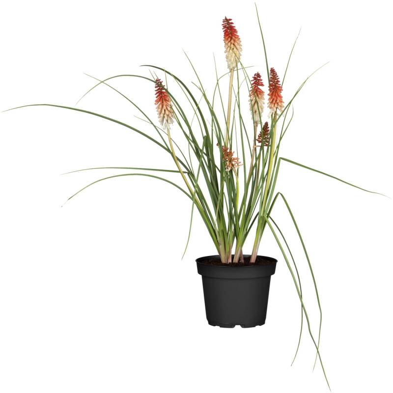 GROW by OBI Garten-Fackellilie Orange Topf-Ø ca. 9 cm x 9 cm Kniphofia von GROW by OBI