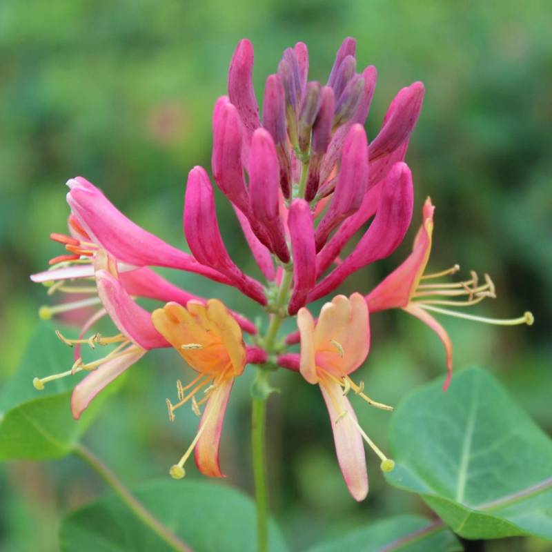 Geißblatt Goldflame Rot-Gelb ca. 40-60 cm Top-Ø ca. 17 cm Lonicera heckrottii von GROW by OBI