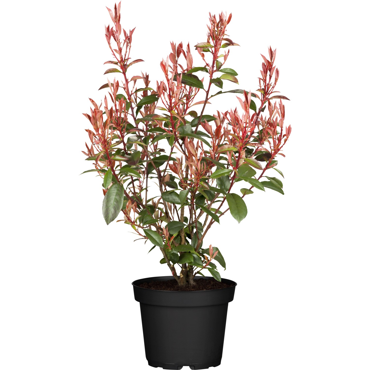 GROW by OBIGlanzmispel Compacta Höhe ca. 30 - 40 cm Topf ca. 3,4 l Photinia von GROW by OBI