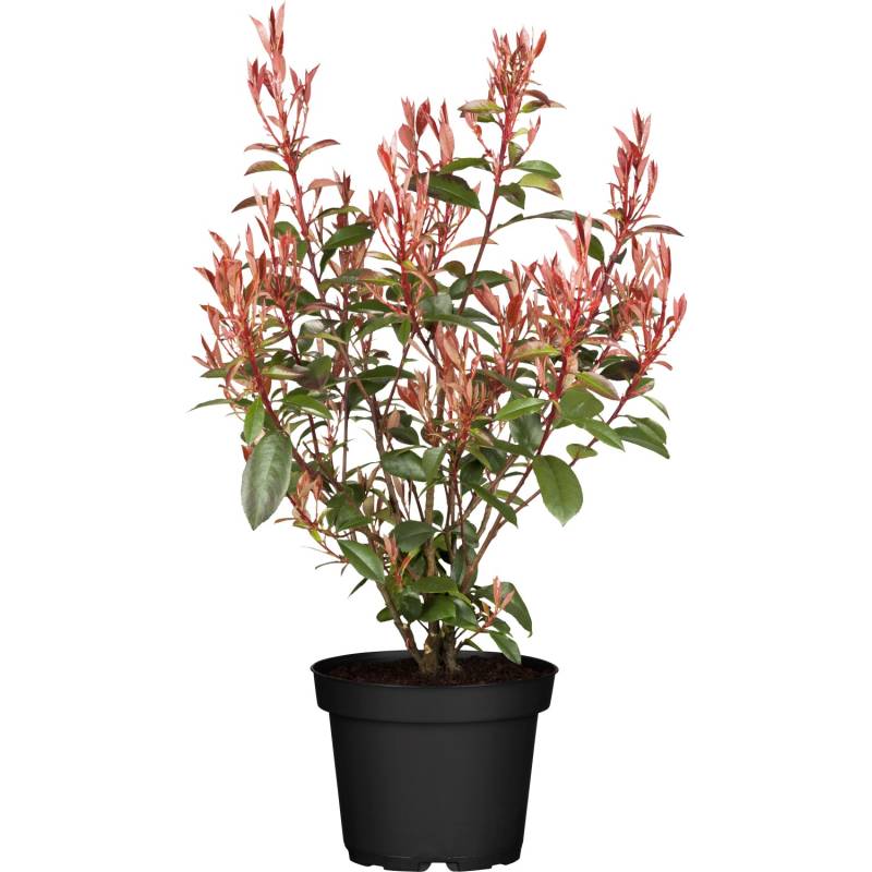 GROW by OBIGlanzmispel Compacta Höhe ca. 30 - 40 cm Topf ca. 3,4 l Photinia GROW by OBIGlanzmispel Compacta Höhe ca. 30 - 40 cm Topf ca. 3,4 l Photinia von GROW by OBI
