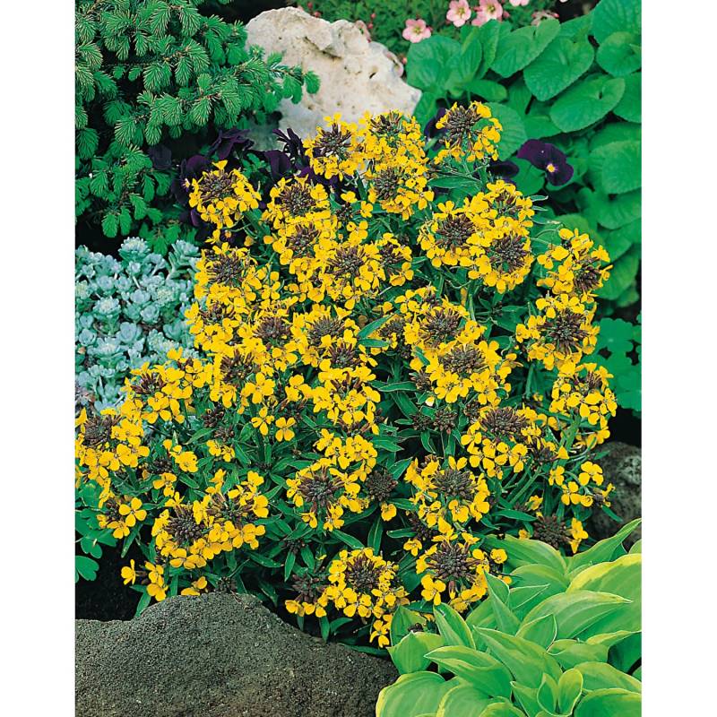 GROW by OBI Goldlack Goldstaub Gelb Topf-Ø ca. 9 cm x 9 cm Erysimum von GROW by OBI