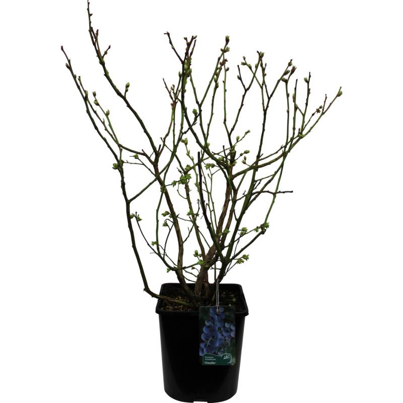 Heidelbeere Chandler Höhe 30 - 40 cm Topf-Ø 3 l Vaccinium von GROW by OBI