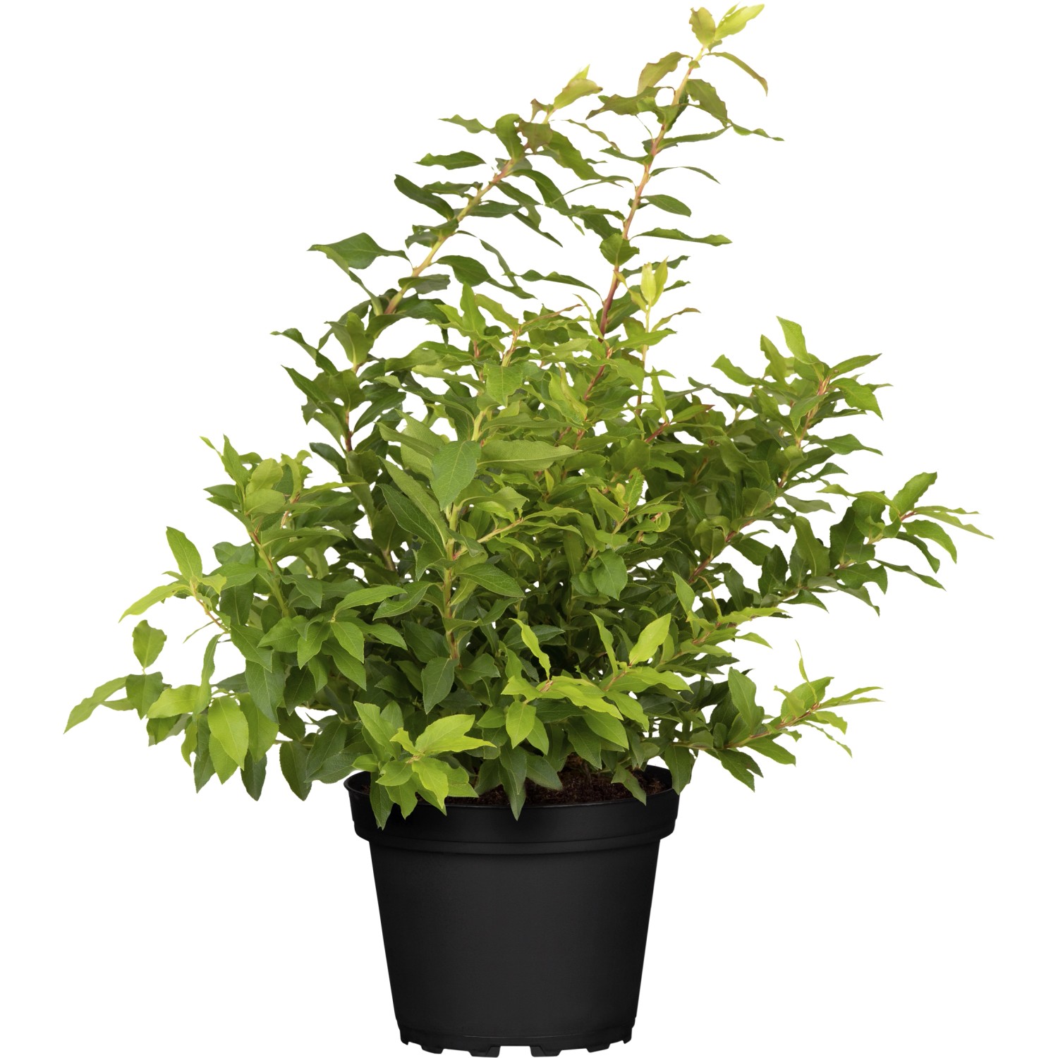 Heidelbeeren Lucky Berry Höhe ca. 30 - 40 cm Topf ca. 4,6 l Vaccinium corymbos von GROW by OBI