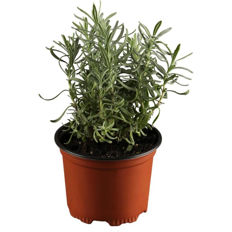 GROW by OBI Lavendel Dwarf Blue Violett Topf-Ø ca. 9 cm x 9 cm L.angustifolia von GROW by OBI