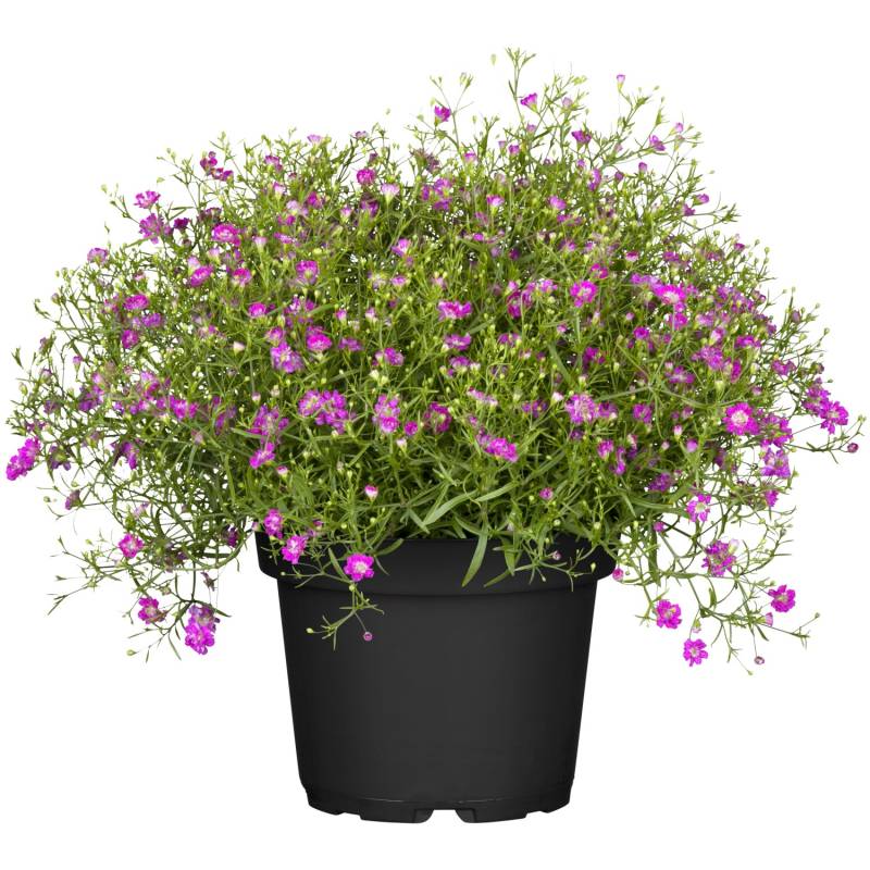 Mauer-Gipskraut Rosa Topf-Ø ca. 12 cm Gypsophila muralis von GROW by OBI
