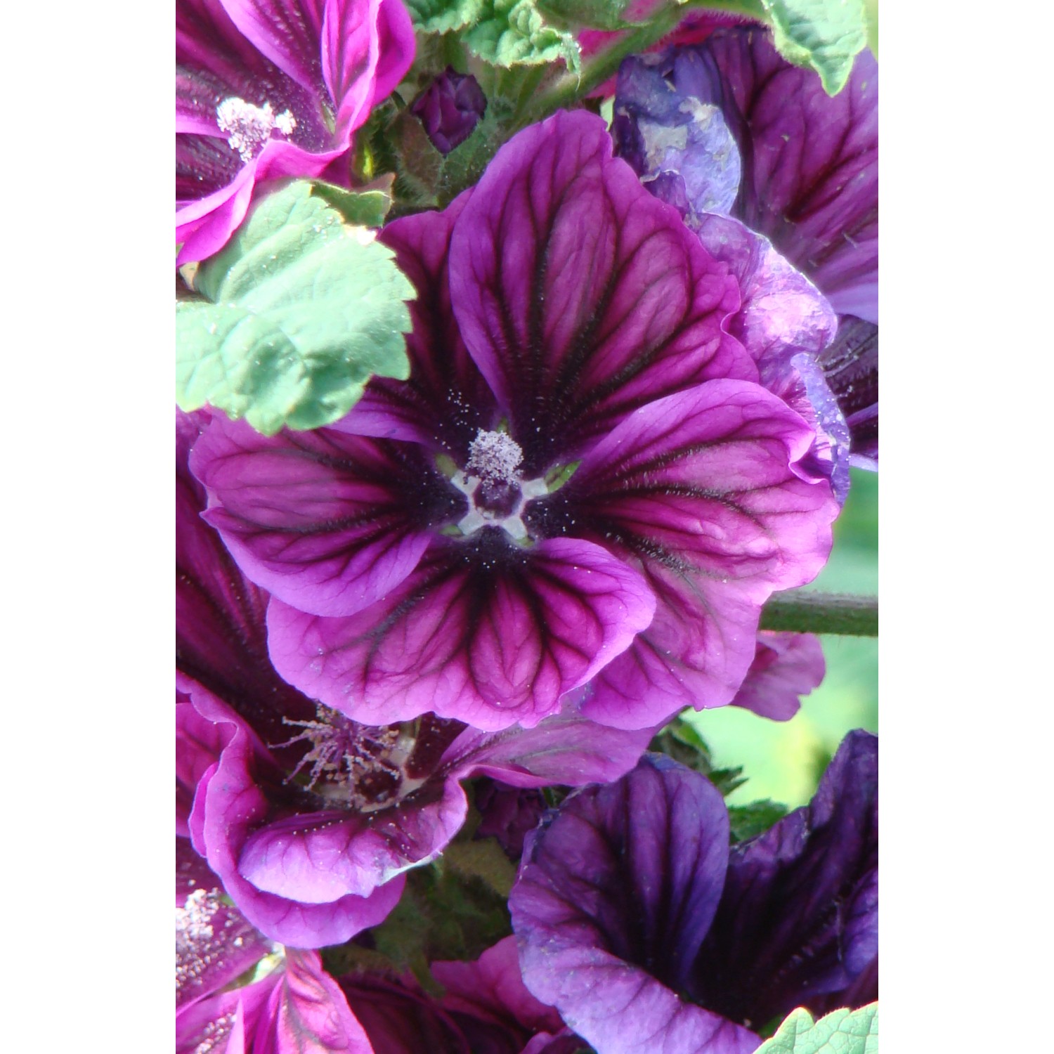 GROW by OBI Mauretanische Malve Violett Topf-Ø ca. 9 cm x 9 cm Malva GROW by OBI Mauretanische Malve Violett Topf-Ø ca. 9 cm x 9 cm Malva von GROW by OBI