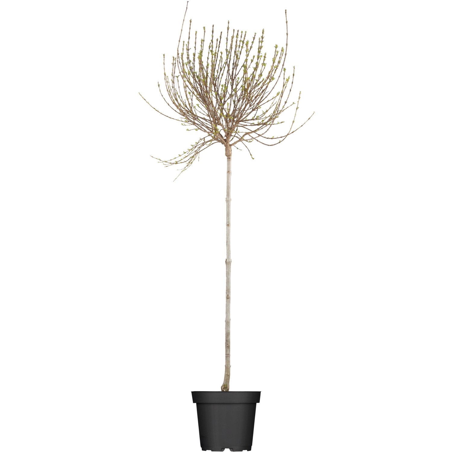 OBI Afghanischer Flieder Lila Höhe ca. 50 - 60 cm Topf ca. 3,5 l Syringa OBI Afghanischer Flieder Lila Höhe ca. 50 - 60 cm Topf ca. 3,5 l Syringa von GROW by OBI