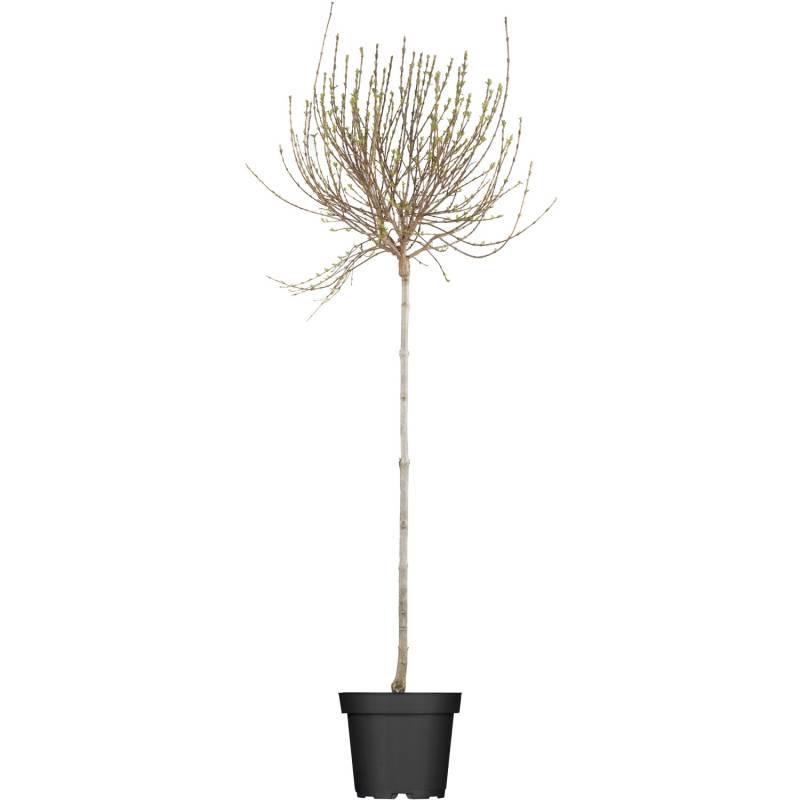 OBI Afghanischer Flieder Lila Höhe ca. 50 - 60 cm Topf ca. 3,5 l Syringa von GROW by OBI