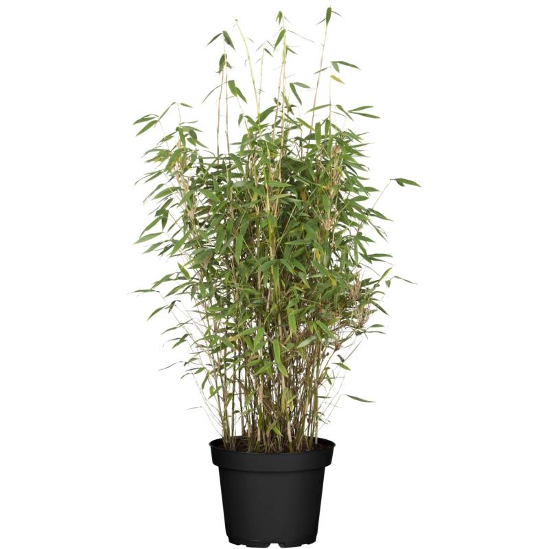 OBI Bambus Volcano Höhe ca. 60 - 80 cm Topf ca. 7,5 l Fargesia nitida von GROW by OBI