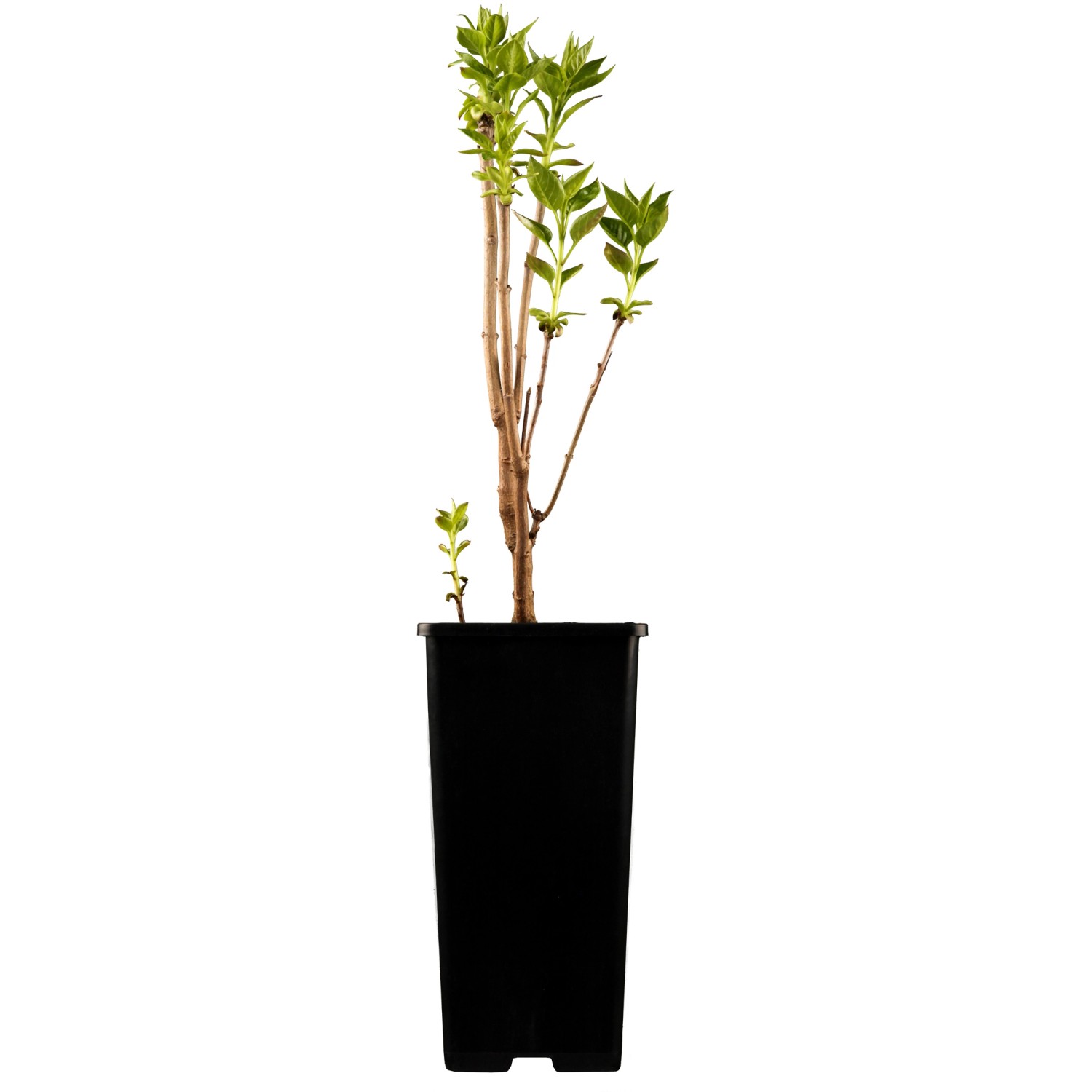 OBI Edelflieder Charles Joly Lila Höhe ca. 50 - 60 cm Topf ca. 3,5 l Syringa OBI Edelflieder Charles Joly Lila Höhe ca. 50 - 60 cm Topf ca. 3,5 l Syringa von GROW by OBI