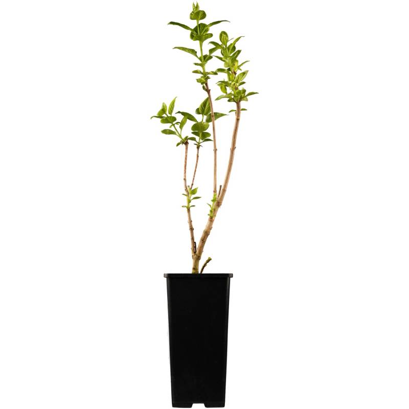 OBI Edelflieder Katharine Havemeyer Rosa Höhe ca. 50 - 60 cm Topf ca. 3,5 l von GROW by OBI