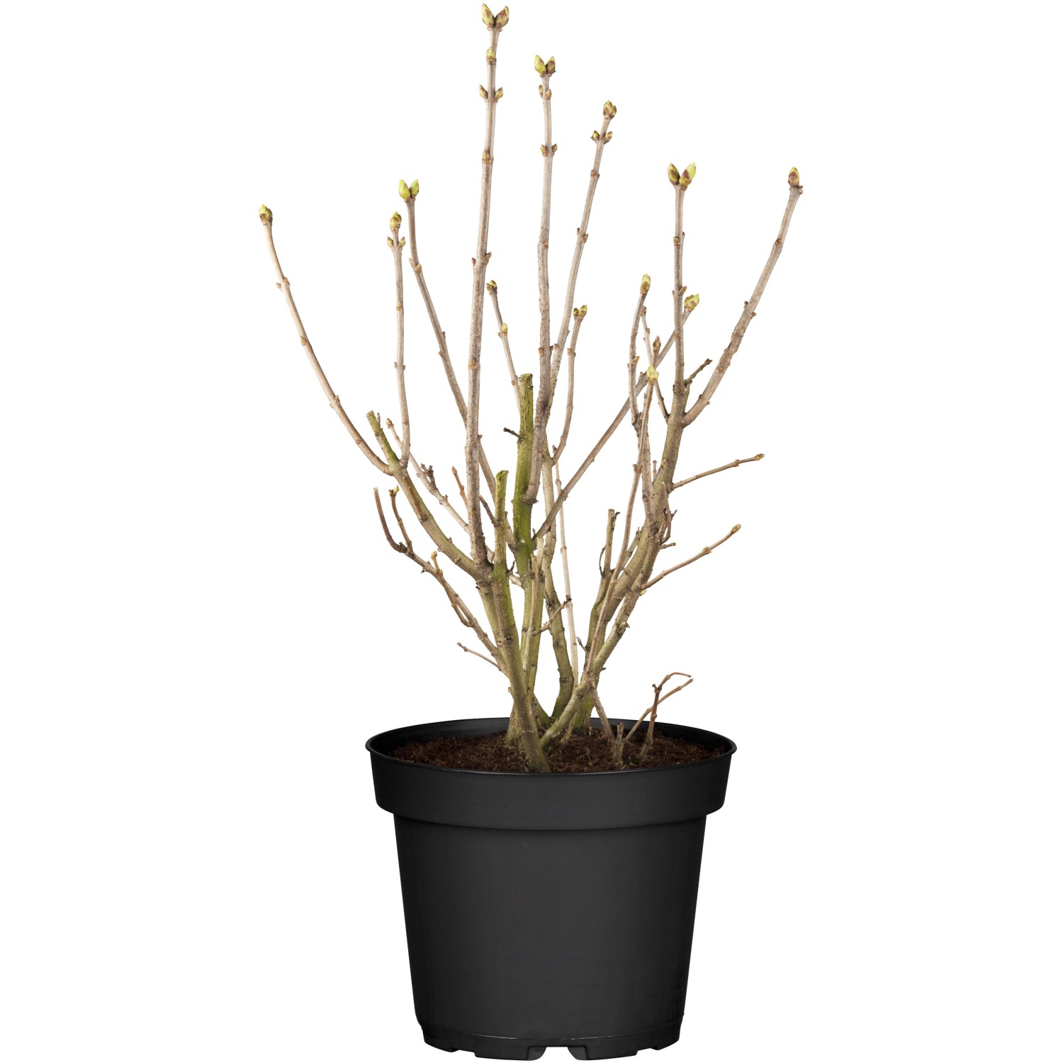 OBI Edelflieder Lavender Lady Lila Höhe ca. 50 - 60 cm Topf ca. 3,5 l Syringa OBI Edelflieder Lavender Lady Lila Höhe ca. 50 - 60 cm Topf ca. 3,5 l Syringa von GROW by OBI