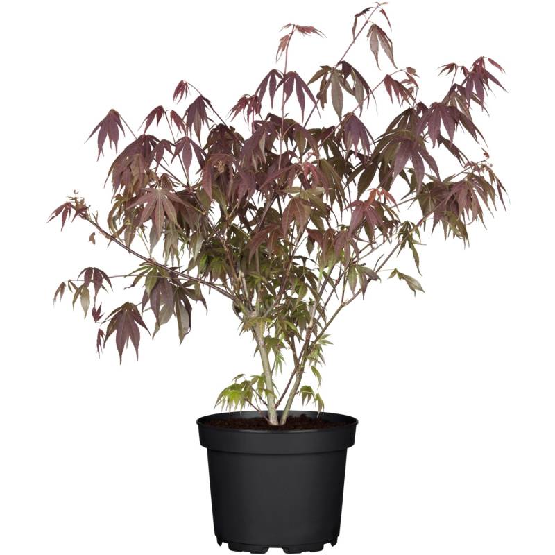 OBI Fächerahorn Atropurpureum Rot Container ca. 3 l von GROW by OBI