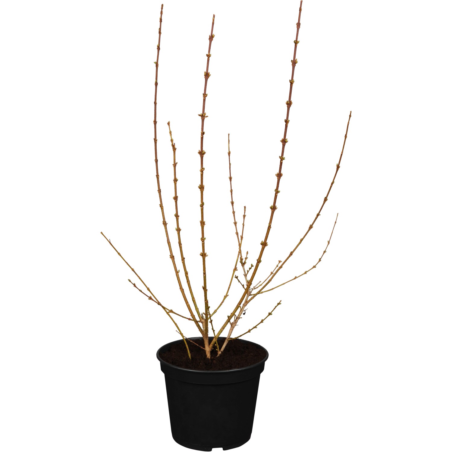OBI Forsythie Weekend Gelb Höhe ca. 40 - 60 cm Topf ca. 3,5 l Forsythia von GROW by OBI