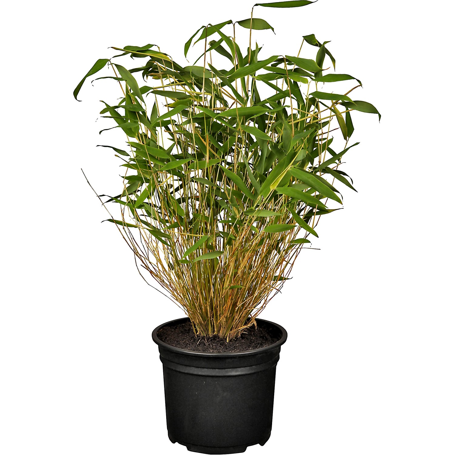 OBI Gartenbambus Höhe 30 - 40 cm Topf ca. 3 l Fargesia murielae OBI Gartenbambus Höhe 30 - 40 cm Topf ca. 3 l Fargesia murielae von GROW by OBI