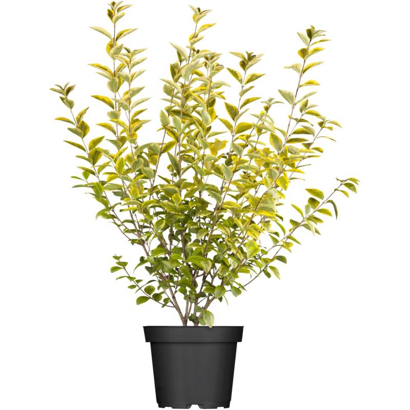GROW by OBI Gold-Liguster Aureum Höhe ca. 30 - 40 cm Topf ca. 3 l Ligustrum von GROW by OBI