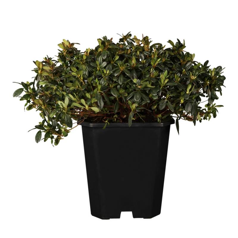 OBI Japanische Azalee 'Anouk Rosa Höhe ca. 10 - 20 cm Topf ca. 3 l Azalea von GROW by OBI
