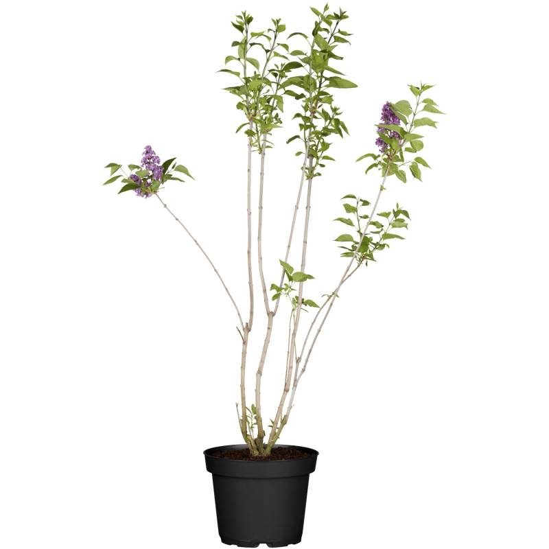 OBI Koreanischer Flieder Miss Kim Violett Höhe ca. 50 - 60 cm Topf ca. 3,5 l von GROW by OBI