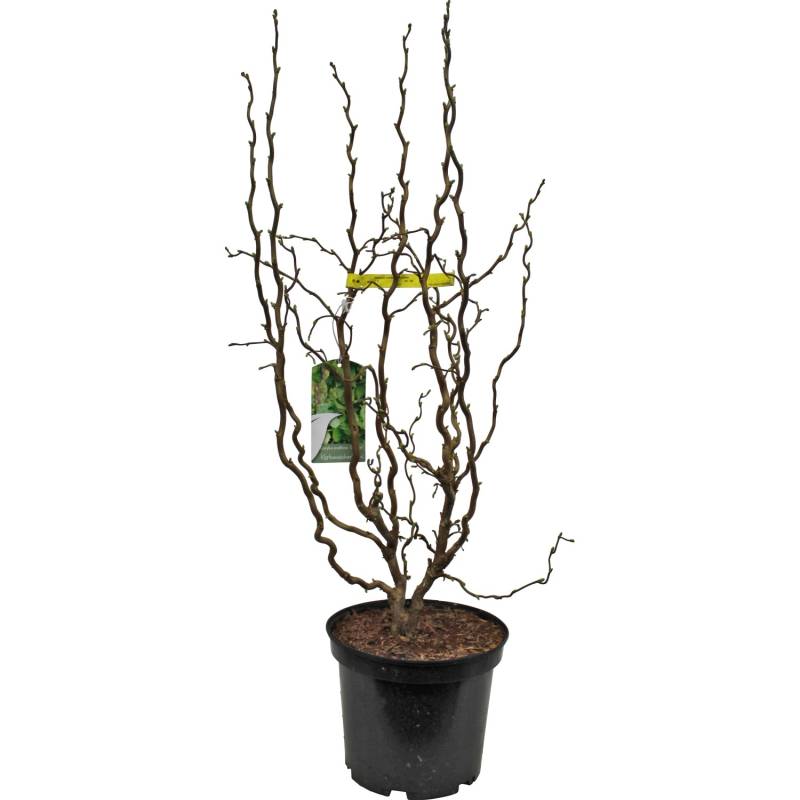 OBI Korkenzieher-Hasel Scooter Gelb Höhe ca. 50 - 60 cm Topf ca. 5 l Corylus von GROW by OBI