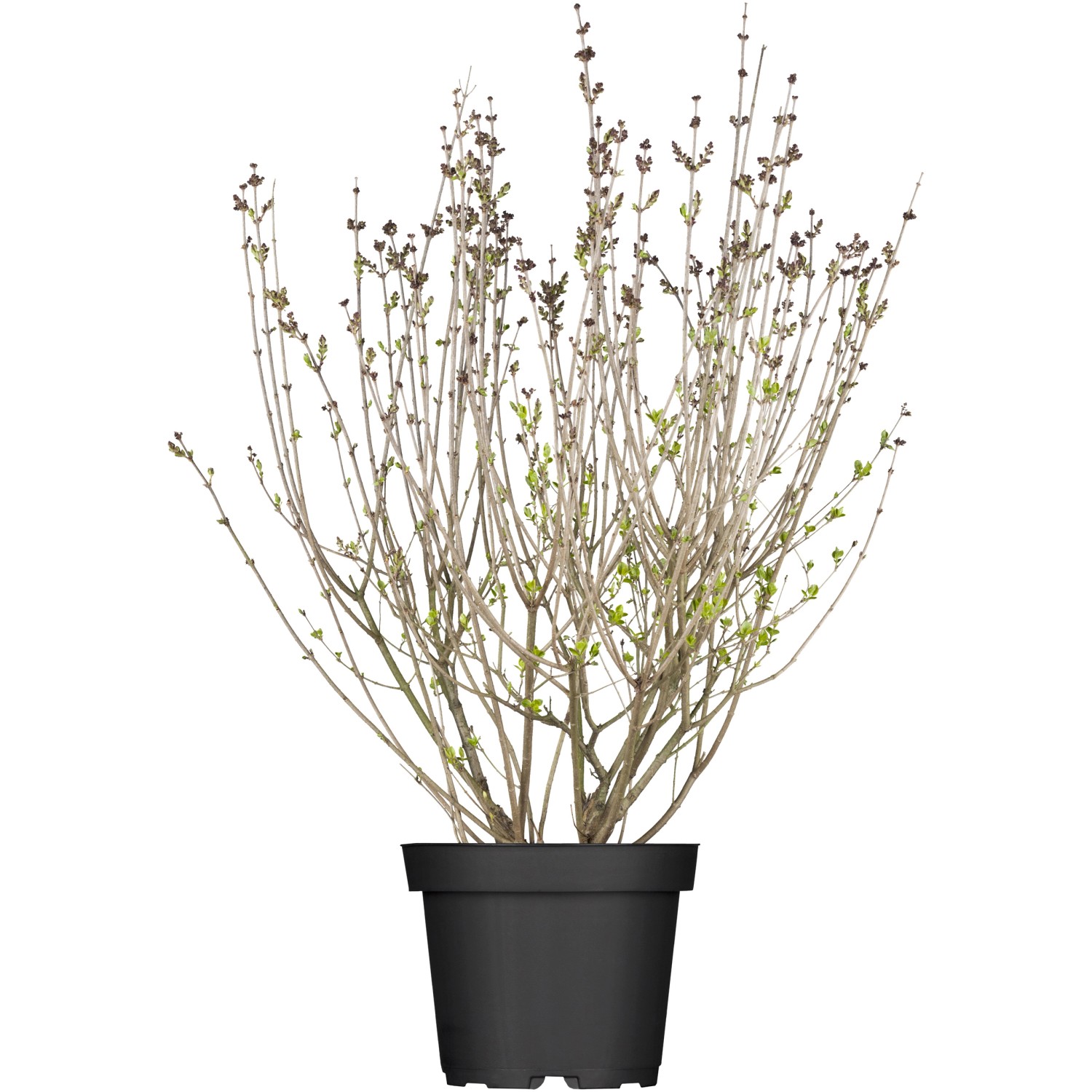 OBI Meyers Flieder Palibin Lila Höhe ca. 50 - 60 cm Topf ca. 3,5 l Syringa OBI Meyers Flieder Palibin Lila Höhe ca. 50 - 60 cm Topf ca. 3,5 l Syringa von GROW by OBI