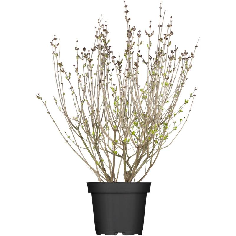 OBI Meyers Flieder Palibin Lila Höhe ca. 50 - 60 cm Topf ca. 3,5 l Syringa von GROW by OBI