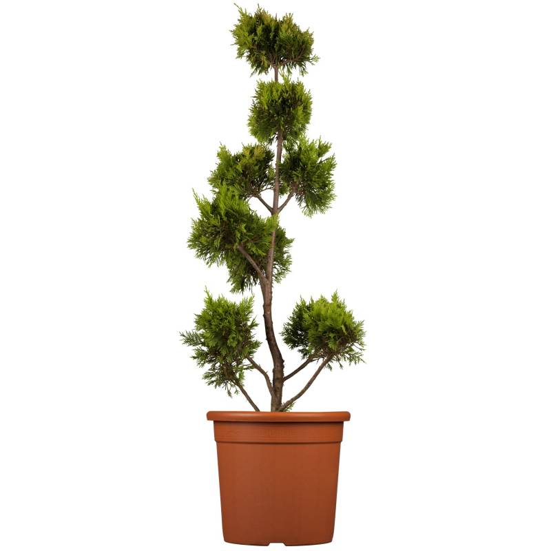 GROW by OBI Gold Leyland-Zypresse Gold Rider PomPons H ca. 80 cm Topf ca. 9l GROW by OBI Gold Leyland-Zypresse Gold Rider PomPons H ca. 80 cm Topf ca. 9l von GROW by OBI