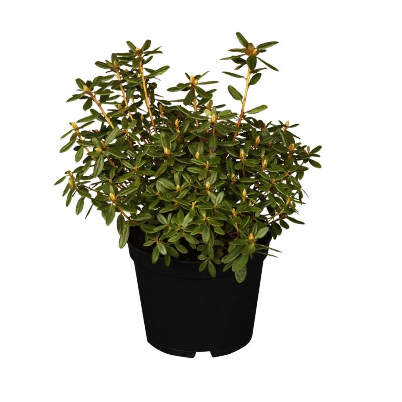 OBI Rhododendron Azurika Violett Höhe ca. 10 - 20 cm Topf ca. 2 l Rhododendron von GROW by OBI