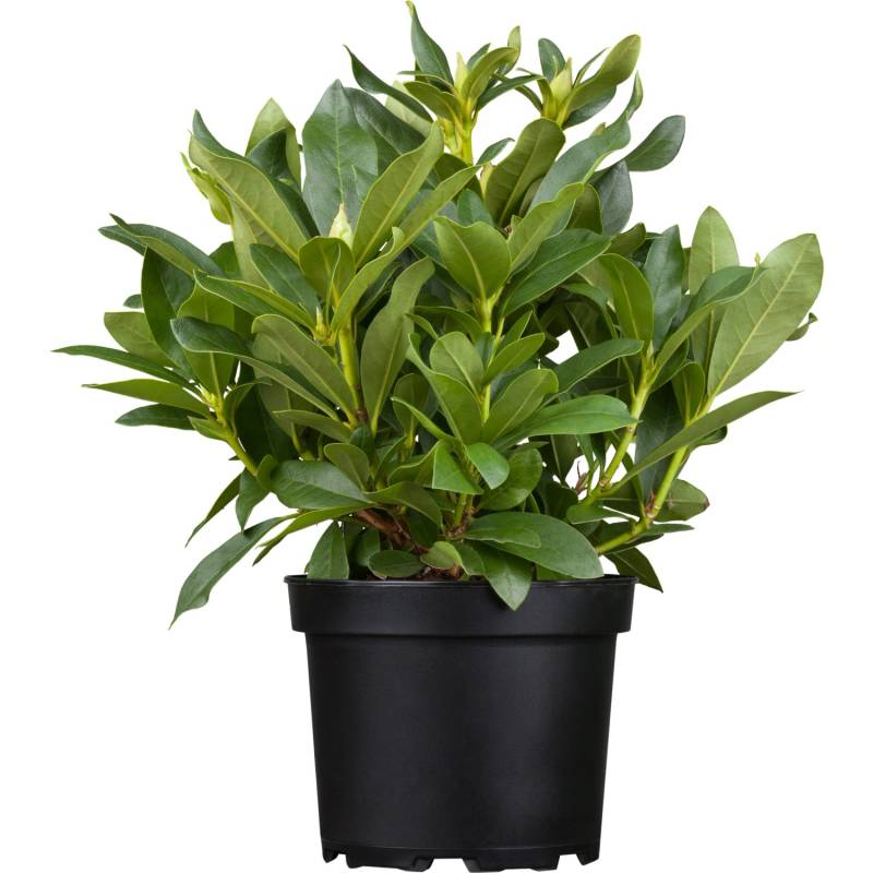 OBI Rhododendron Cherry Kiss Höhe ca. 30 - 40 cm Topf ca. 5 l Rhododendron von GROW by OBI