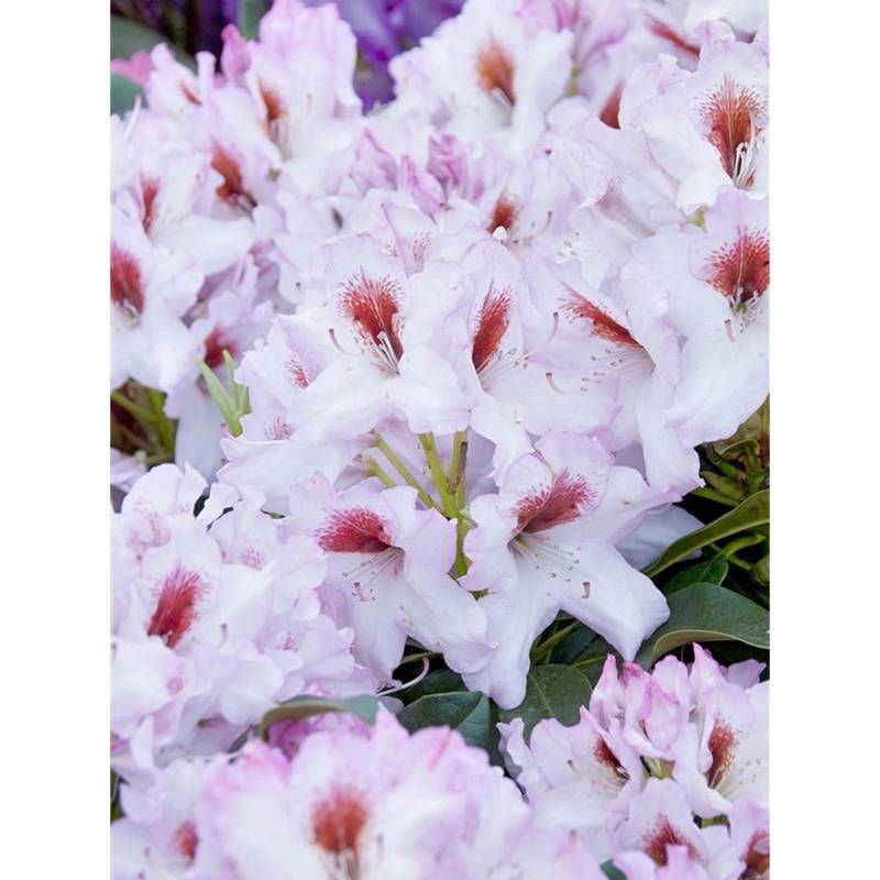 OBI Rhododendron-Hybride Graffito Höhe ca. 20-30 cm Topf ca.4 l Rhododendron von GROW by OBI