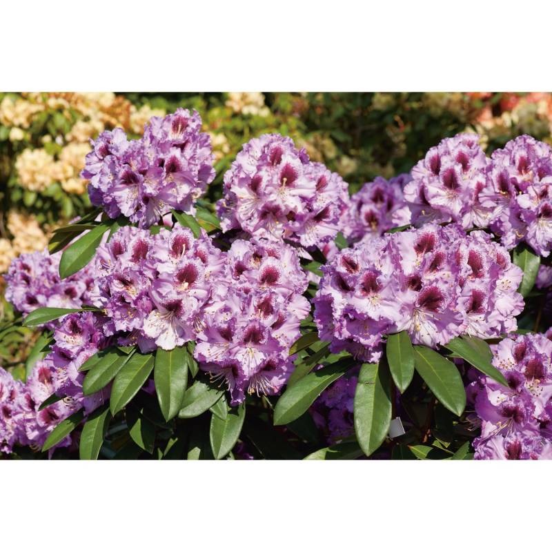 OBI Rhododendron-Hybride Pfauenauge Lila Höhe ca. 20 - 30 cm Topf ca. 4 l von GROW by OBI