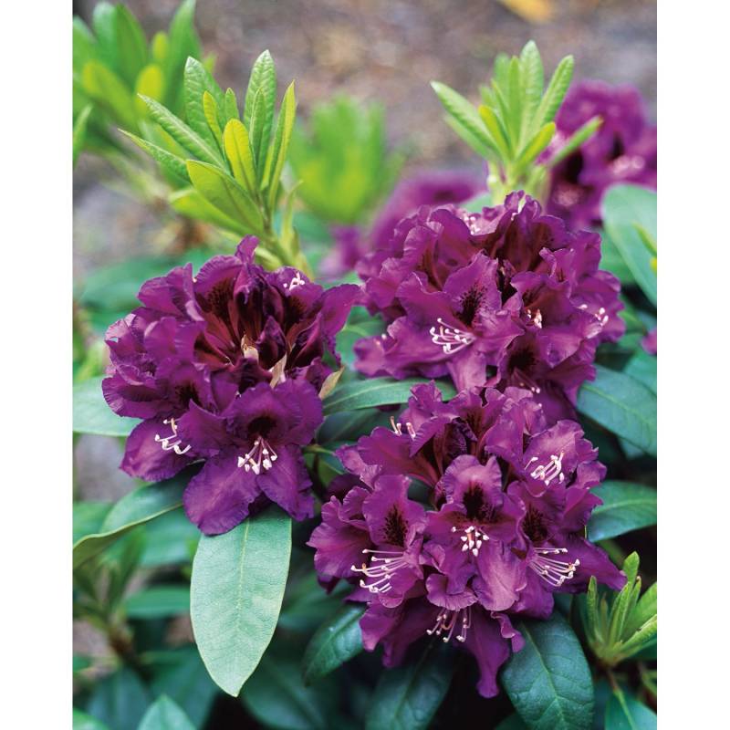 OBI Rhododendron-Hybride Rasputin Violett Höhe ca. 20 - 30 cm Topf ca. 5 l von GROW by OBI