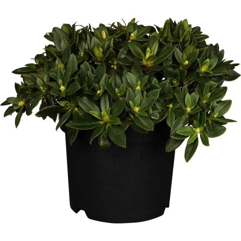 OBI Rhododendron Patty Bee Gelb Höhe ca. 20 - 25 cm  Topf ca. 2 l von GROW by OBI