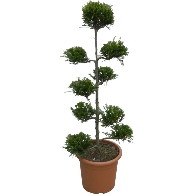 OBI Riesenzypresse Castlewelland Gold Höhe ca.80 cm Topf ca.9l Cupressocyparis OBI Riesenzypresse Castlewelland Gold Höhe ca.80 cm Topf ca.9l Cupressocyparis von GROW by OBI