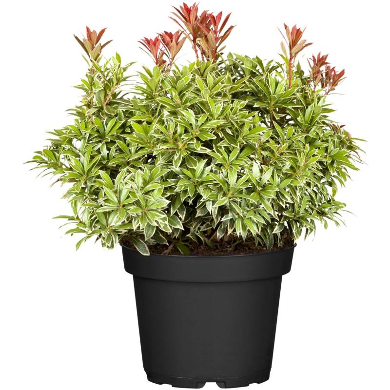 OBI Schattenglöckchen Little Heath Rosa Höhe ca. 10-20 cm Topf ca. 2 l Pieris von GROW by OBI