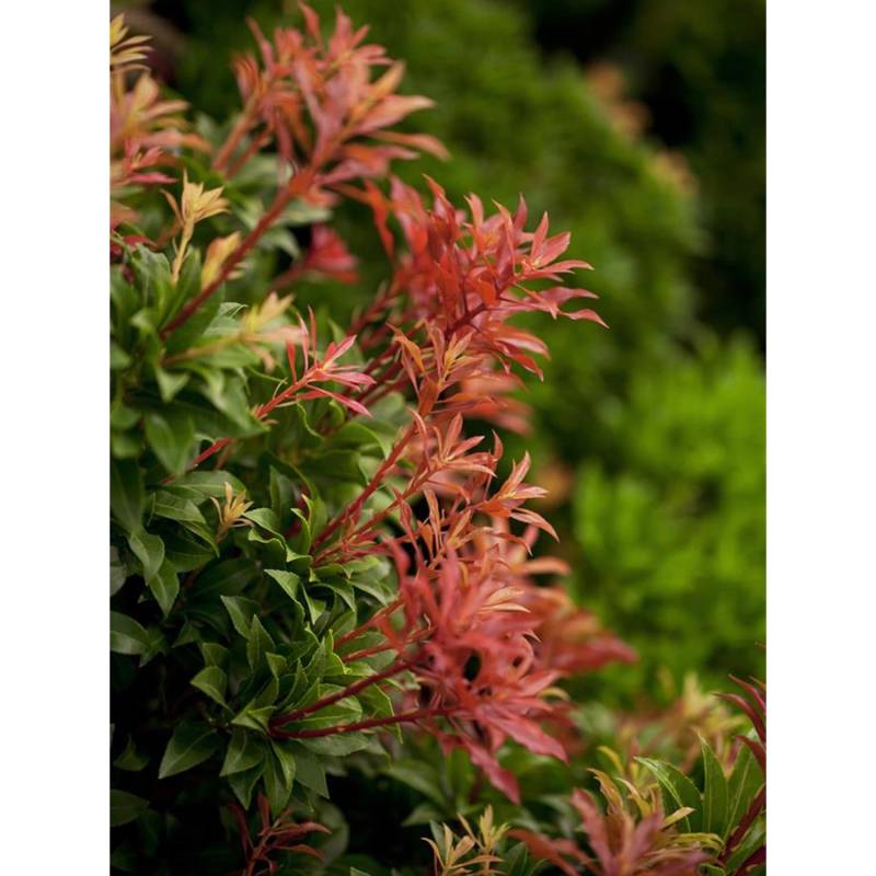 OBI Schattenglöckchen Mountain Fire Weiß Höhe ca. 10-20 cm Topf ca. 2 l Pieris von GROW by OBI