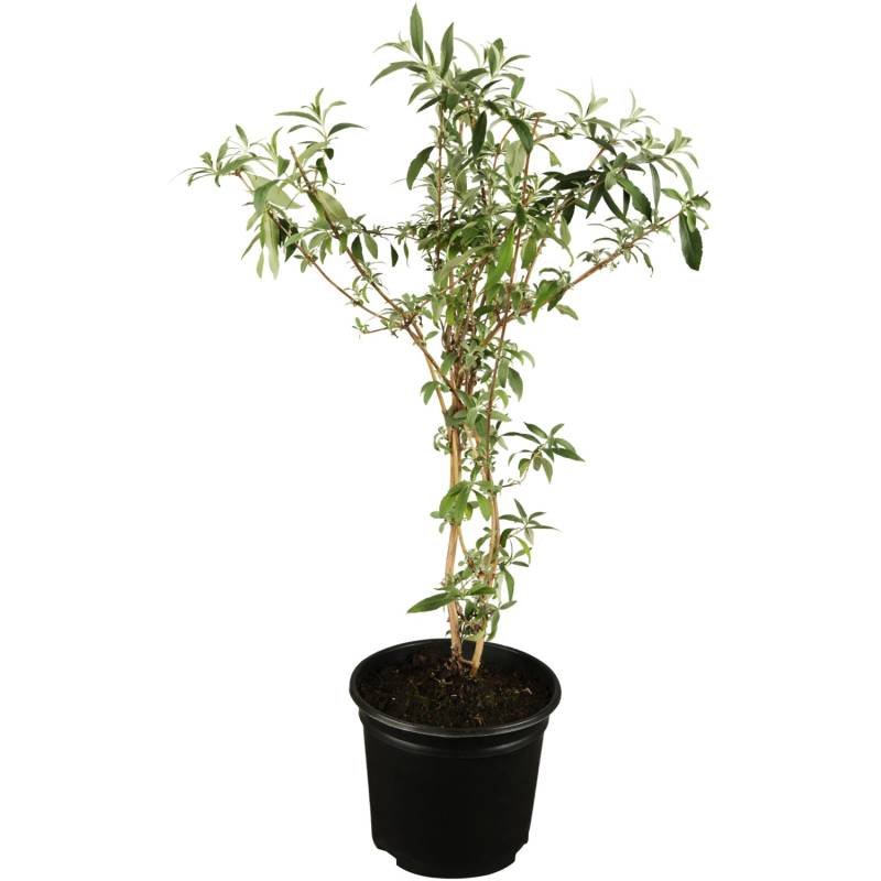 OBI Sommerflieder Blau Höhe ca. 10 - 20 cm Topf ca. 3 l Buddleja von GROW by OBI